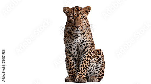 Majestic leopard sitting and looking forward with spotted fur pattern