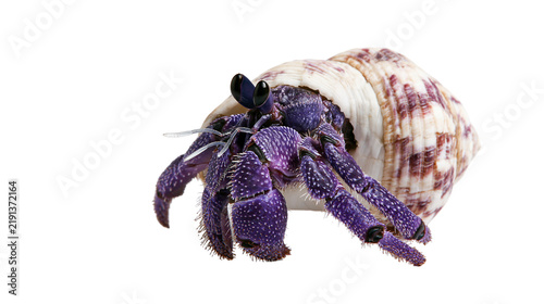 Canvastavla Vibrant purple hermit crab emerging from a textured spiral seashell