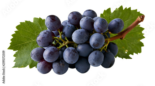 Cuadro en lienzo Fresh dark purple grapes cluster with green leaves on a woody stem