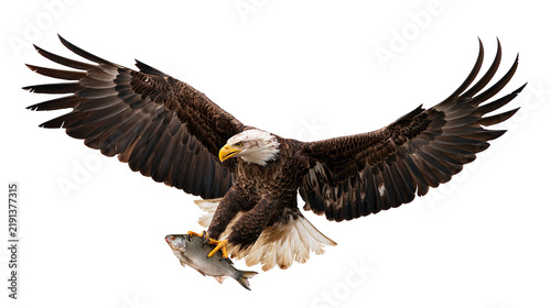 Bild auf Leinwand Bald eagle in flight clutching a caught fish in its talons