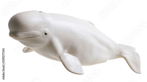фотографія White beluga whale swimming with smooth skin and rounded melon head