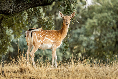 Foto Gamo hembra al atardecer en fotografía horizontal con bosque de fondo