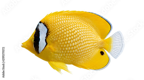 Canvastavla Bright yellow butterflyfish with black eye stripe and tail spot