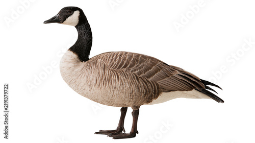 Fotografía Canada goose standing in profile with black neck and brown patterned feathers
