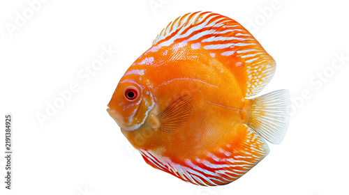 Fotografía Vibrant orange discus fish with white stripes and translucent fins