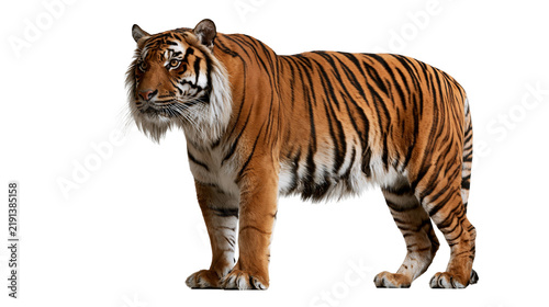 Canvas Print Majestic adult Bengal tiger standing in profile with orange fur and black stripe