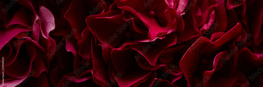 Obraz premium Header of dark red hydrangea petals blooming, showing delicate natural texture. Floral pattern suitable for luxury cosmetic advertising, botanical branding, banner background, macro shot