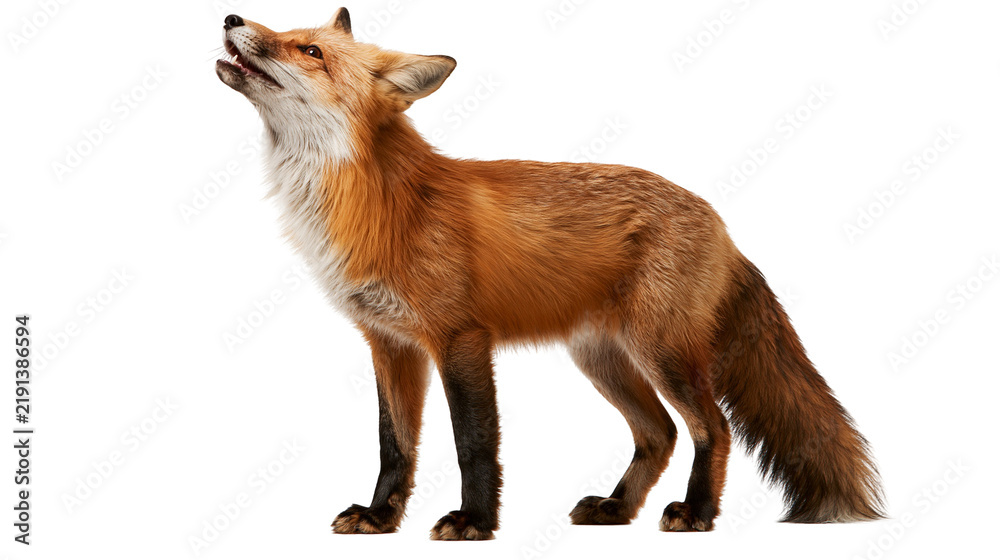 Obraz premium Red fox standing with head tilted up and mouth open