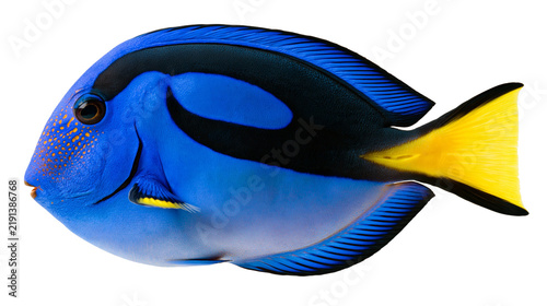 Obraz na plátně Vibrant blue regal tang fish with black markings and bright yellow tail fin