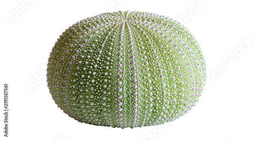 Foto Green sea urchin shell with purple dotted texture and radial symmetry