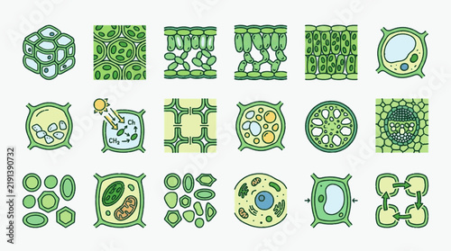 Hand-drawn botanical vector icons and diagrams illustrating plant cell anatomy, chloroplasts, photosynthesis processes, tissue layers, vacuoles, and microscopic structures for science education.