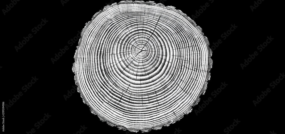 Obraz premium Detailed close-up of a tree cross-section showing growth rings with natural texture and monochrome contrast.