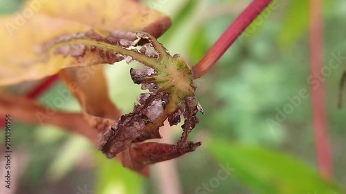 Cassava leaf and petiole with brown dried tissue and damage