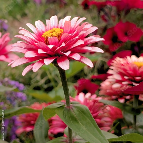 Close up low angle macro shot of vibrant pink zinnia with yellow center