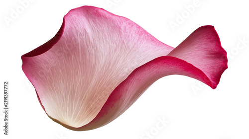 Single delicate pink and white Adenium flower petal with visible veins