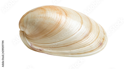 Foto Smooth beige and white bivalve clam shell with concentric growth lines