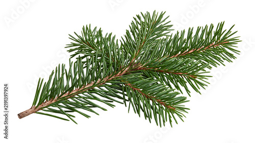 Fotografía Fresh green spruce branch with sharp needles and brown woody stem
