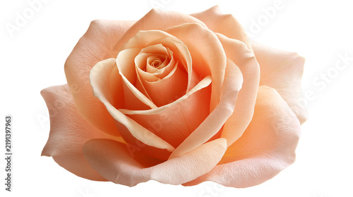 Принти на полотні Soft peach colored rose flower head with delicate layered petals