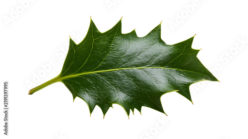 Obraz na plátně Glossy dark green holly leaf with sharp spiky edges and prominent veins
