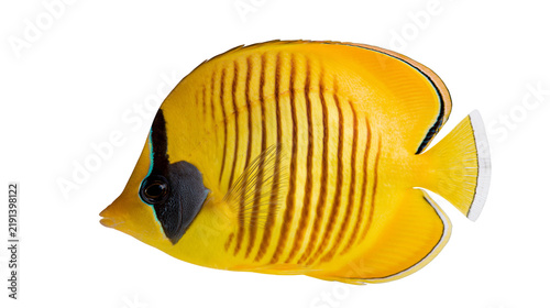Canvastavla Bright yellow butterflyfish with black eye stripe and vertical brown body lines