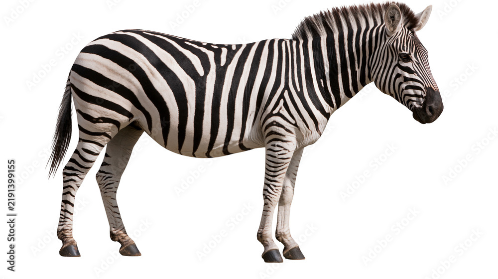 Obraz premium Full body side view of a standing plains zebra with black and white striped fur