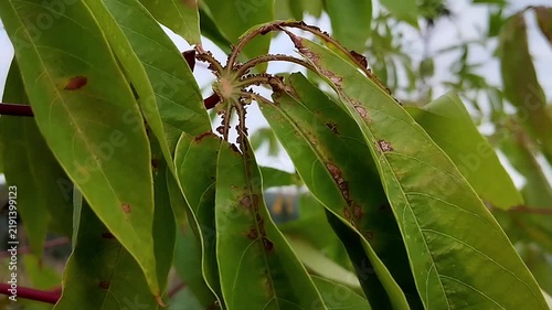 Multiple green cassava leaves with long lobes and brown spots