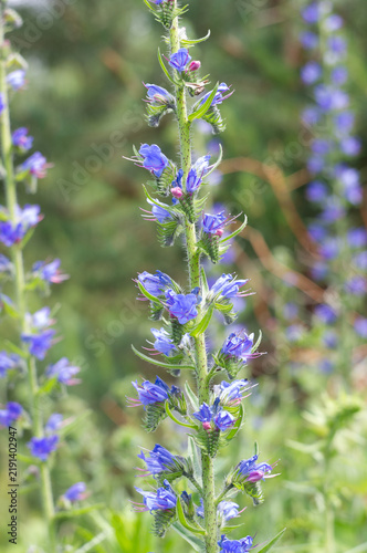 фотографія A beneficial medicinal plant