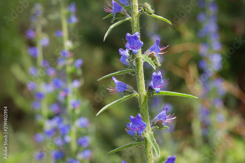 Принти на полотні A beneficial medicinal plant(Échium vulgáre).