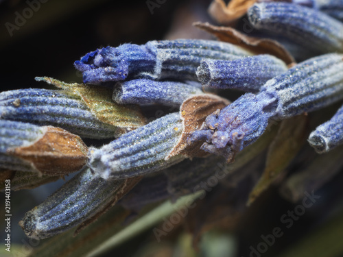 Lavender flower head,