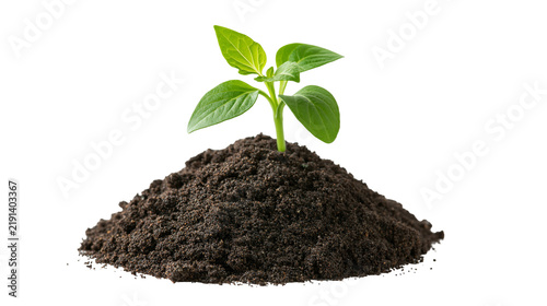 Quadro su tela Small green seedling growing out of a mound of dark fertile soil
