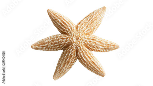 Foto Five armed beige starfish with textured bumpy surface