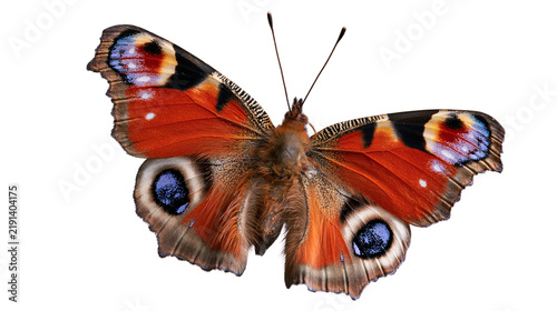 Bild auf Leinwand European peacock butterfly with vibrant orange and blue eyespot patterned wings