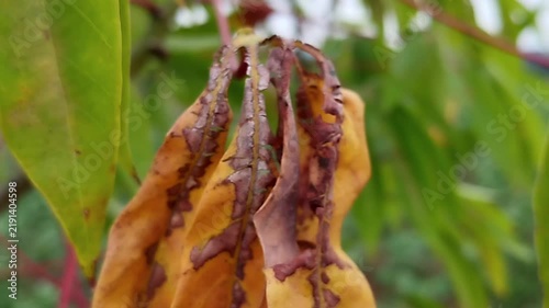 Yellow-brown cassava leaf with dried tissue and leaf damage