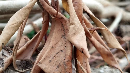 Tan-brown cassava leaves with curled dried foliage and long lobes