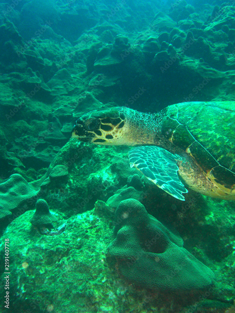 Fototapeta premium Hawksbill Sea Turtle Swimming on a Caribbean Coral Reef