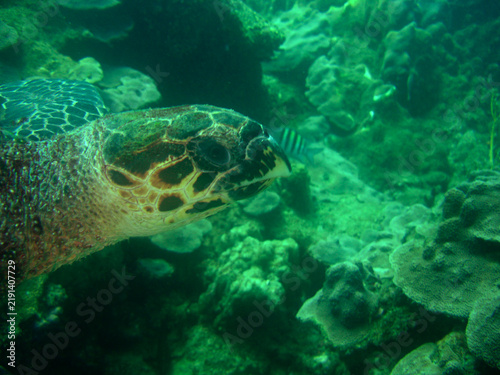 Photography Hawksbill Sea Turtle Swimming on a Caribbean Coral Reef