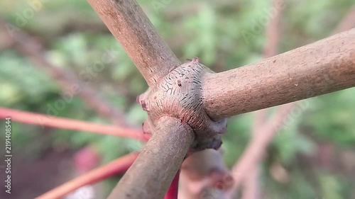 Cassava stem junction with brown woody branches and rough bark