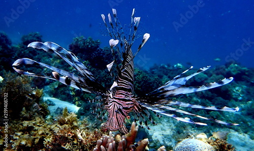 фотографія Philippines sea life