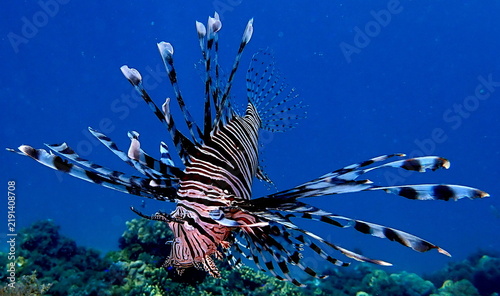 фотографія Philippines sea life