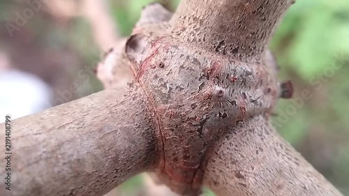 Brown cassava stem junction with knobby woody branches and rough bark