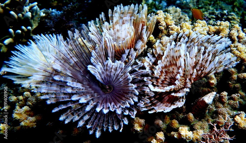 Obraz na płótnie Philippines sea life