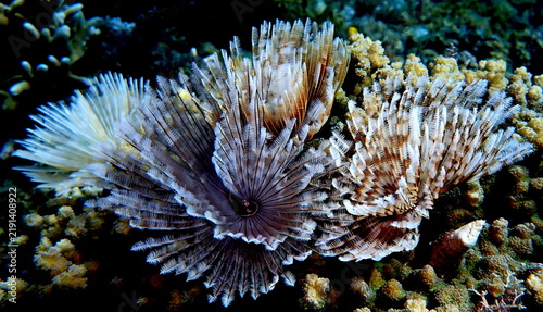 Konstfotografi Philippines sea life