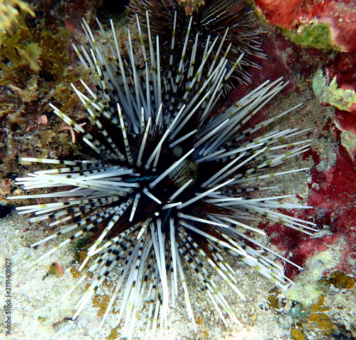 Obraz na płótnie Philippines sea life