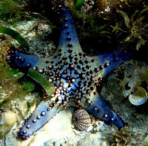 Obraz na płótnie Philippines sea life
