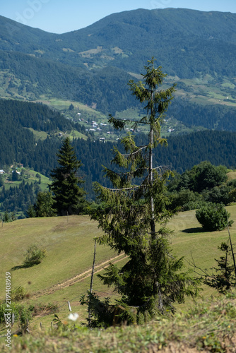 Canvastavla Lone Spruce Tree Standing on Mountain Hillside Overlooking Forest Valley
