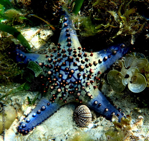 Obraz na płótnie Philippines sea life