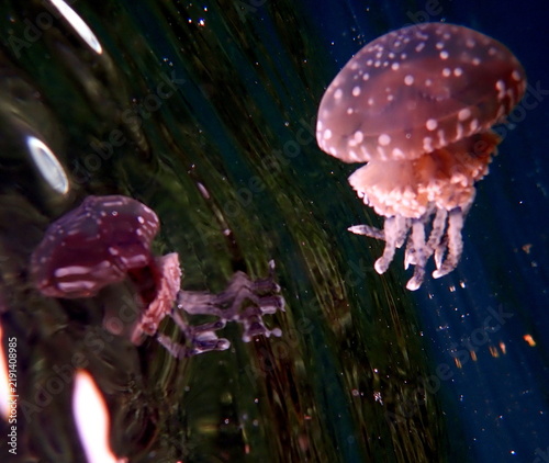 Obraz na płótnie Philippines sea life