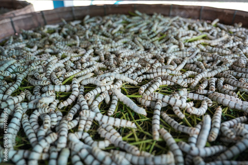 фотографія The silkworm is the larva or caterpillar of the domestic silkmoth, Bombyx mori