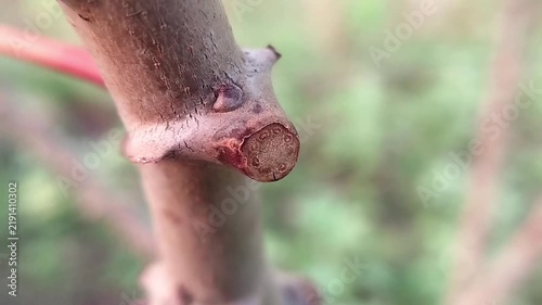 Cassava stem with rough brown bark and circular cut surface