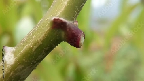 Green cassava stem with brown cut surface and rough bark